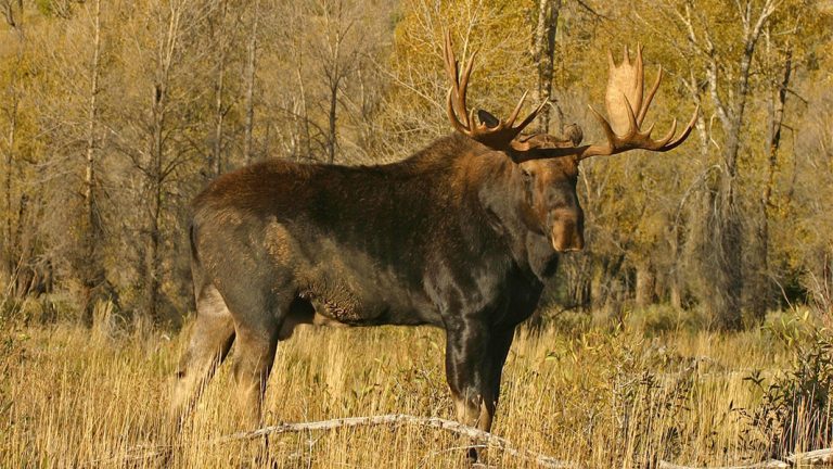 The 5 Best Places to Go Moose Hunting in the United States